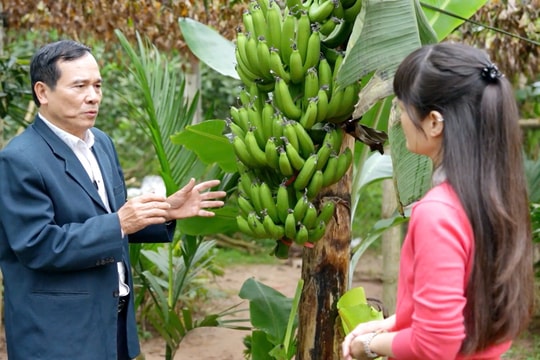Tết ở “thủ phủ” chuối Vân Nam