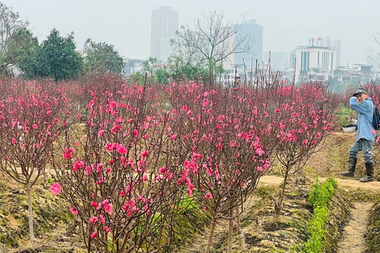 Hoa đào nở sớm, người trồng thất thu