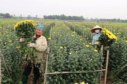 Tam Thuấn rộn ràng vụ hoa Tết