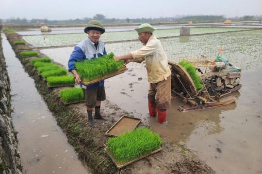 Tết đến, đồng ruộng Hưng Đạo vẫn rộn ràng vụ xuân