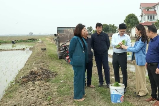 Lãnh đạo xã Đa Phúc xuống đồng, đôn đốc sản xuất vụ xuân