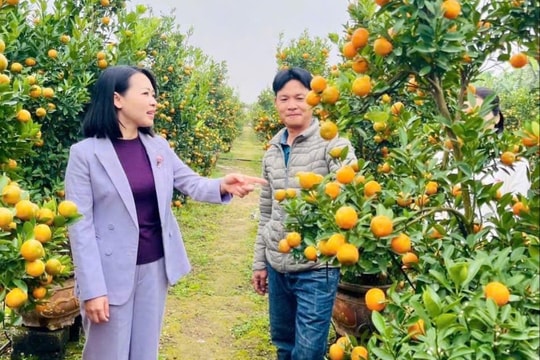 Nam Phù rộn ràng sắc xuân từ đào, quất