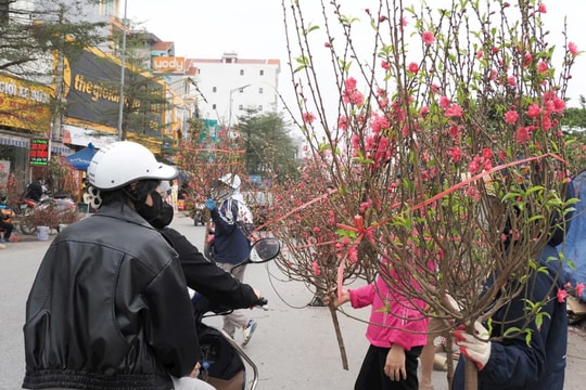 Làng đào Ngọc Đà tất bật ngày cuối năm