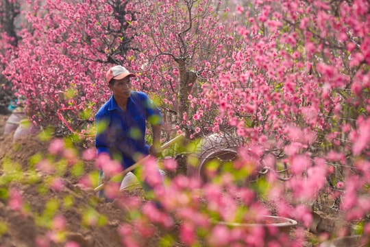 Phường Hồng Hà: người trồng đào tất bật chuẩn bị mùa đào mới
