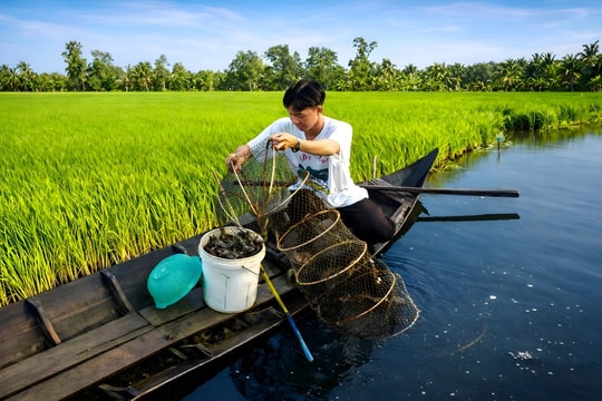 Tôm - cua Cà Mau: Mùa vàng trên vùng đất mặn