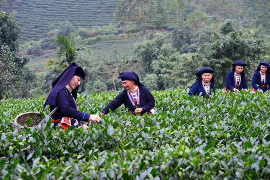 Thái Nguyên làm mới sản phẩm du lịch từ cây chè