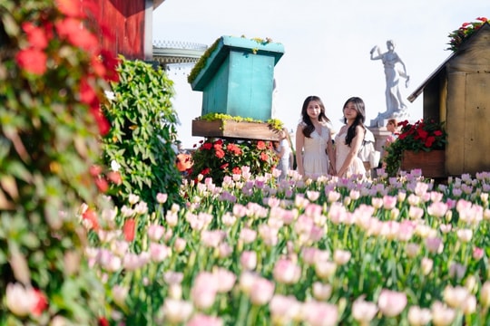 Một triệu bông tulip đang “nhuộm sắc” đỉnh Bà Nà đúng Tết Nguyên đán 2026