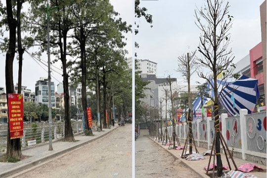 Ngày 22-2, phường Phương Liệt phát động Tết trồng cây vì một đô thị xanh