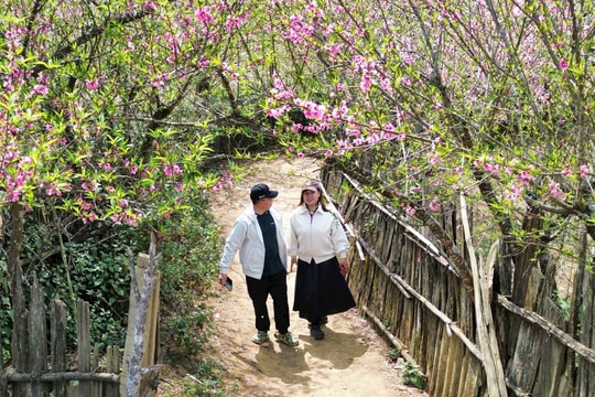 Chiêm ngưỡng sắc đào mùa Xuân trên đỉnh Lùng Cúng