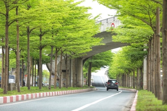 Cho Hà Nội thêm ngát những mùa xanh...