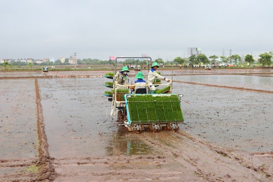 Hà Nội dồn sức hoàn thành gieo cấy lúa xuân
