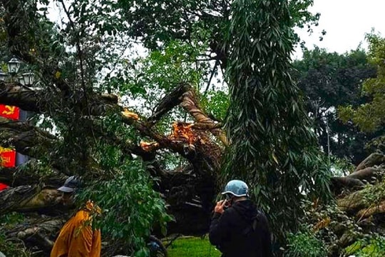 Hà Nội: Cây xanh gãy đổ khiến 2 người bị thương