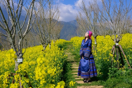 Mãn nhãn với "biển hoa vàng" rực rỡ tại Fansipan