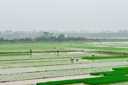Nông dân xuống đồng gieo trồng vụ Xuân