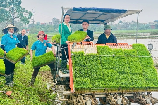 Chủ tịch Hội Nông dân thành phố cùng hội viên xuống đồng cấy lúa xuân 2026