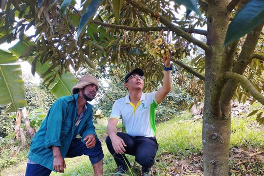 Giải bài toán rụng hoa, rụng trái sầu riêng, giữ vững năng suất