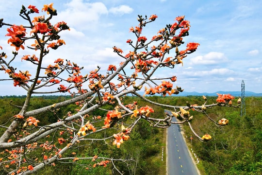 Say đắm “Mùa hoa Pơ Lang Tây Nguyên”