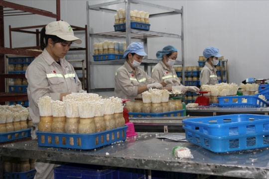 Hương Sơn hỗ trợ đưa sản phẩm OCOP vươn xa