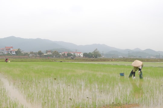 Hà Nội chủ động phòng trừ sâu bệnh hại lúa xuân