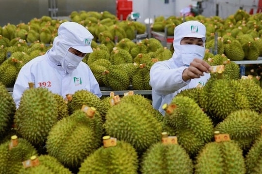Trung Quốc, Hoa Kỳ tăng cường nhập khẩu nông sản Việt Nam