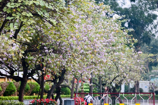 Bắc Bộ có mưa vài nơi, trưa chiều hửng nắng