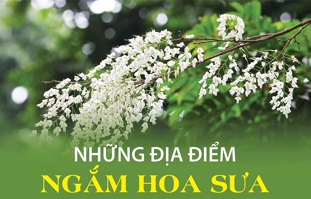 Những địa điểm ngắm hoa sưa đẹp nhất Hà Nội