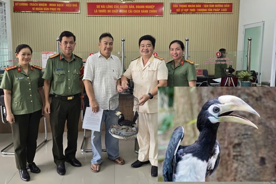 Người dân giao nộp chim quý hiếm bay lạc vào nhà