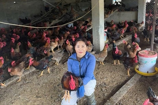 Tấm gương phụ nữ vượt khó làm giàu trên mảnh đất quê hương