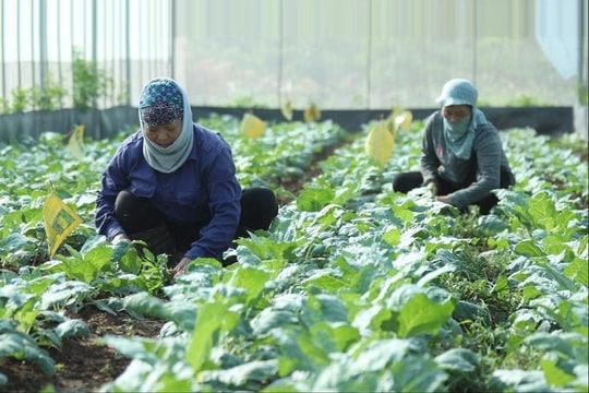 Sản xuất rau quả VietGAP góp phần nâng tầm nông sản Thủ đô