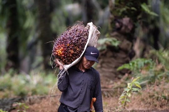 Indonesia đề nghị WTO cho phép đình chỉ ưu đãi thương mại đối với EU