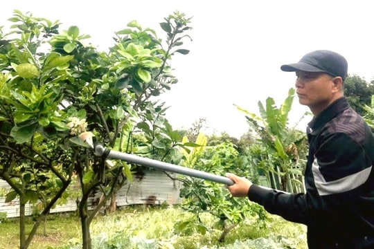 Người làng Diễn "se duyên" cho hoa bưởi