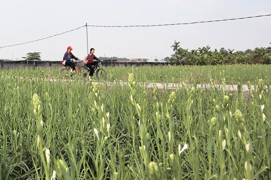 Tam Thuấn - đổi thay từ những cánh đồng hoa huệ