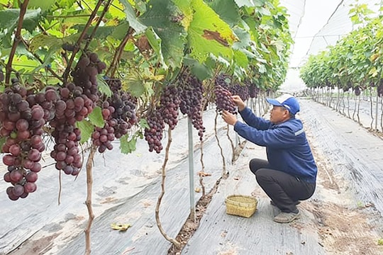 Định hình nền nông nghiệp đô thị xanh