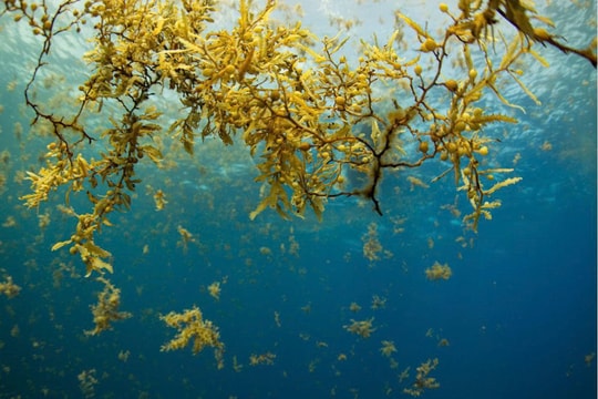 Rong Sargassum tràn bờ biển Mexico, du lịch chịu áp lực lớn