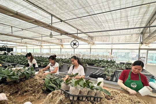 Công nghệ đang tạo bước chuyển mạnh mẽ cho nông nghiệp Hà Nội