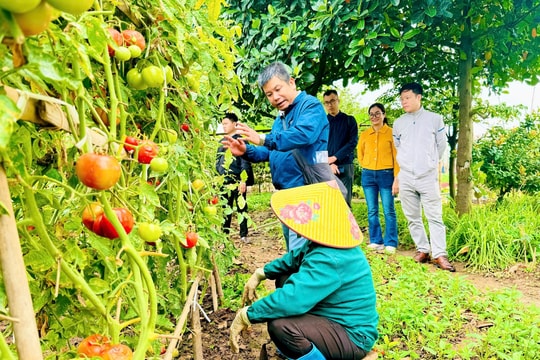 Nam Phù: Nâng cao hiệu quả sản xuất nông nghiệp gắn với bảo vệ môi trường