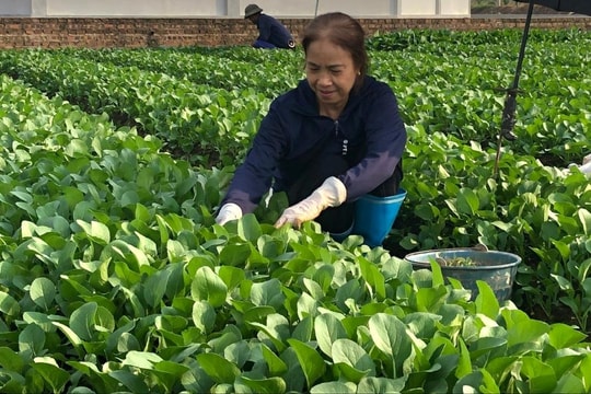 Bảo đảm nguồn cung rau xanh ổn định cho Thủ đô