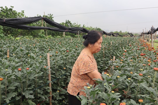 Ứng dụng công nghệ, mở rộng thị trường tiêu thụ hoa ở Tây Tựu