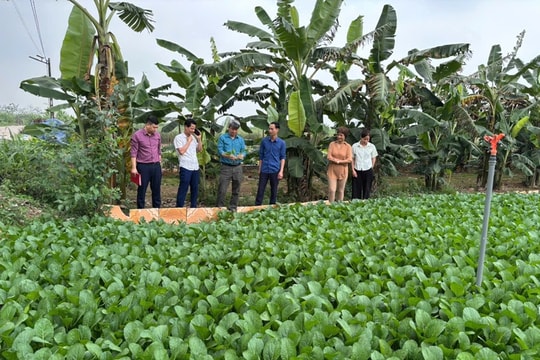 Minh Châu nỗ lực xây dựng vùng rau an toàn, bền vững