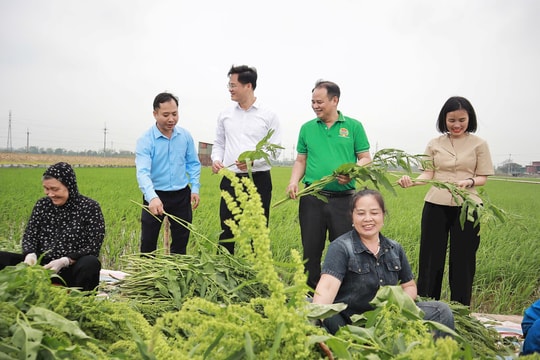 Hát Môn: Trồng sâm Nữ hoàng cho hiệu quả kinh tế cao