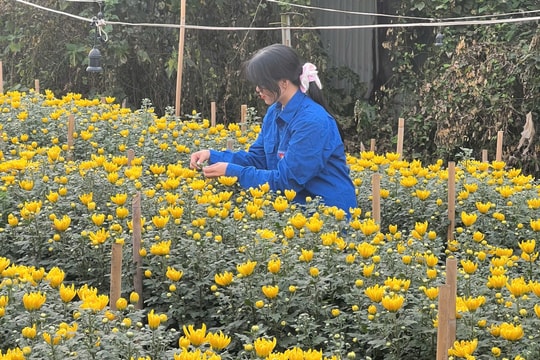 Làn gió mới trên cánh đồng hoa Tây Tựu