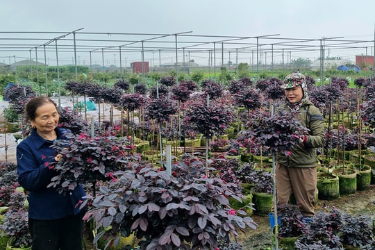 Giải bài toán liên kết sản xuất - tiêu thụ nông sản
