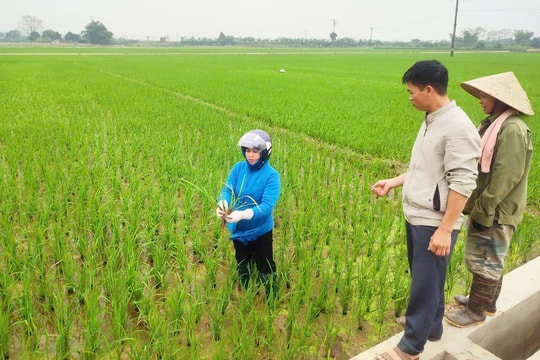 Chủ động bảo vệ cây trồng vụ xuân
