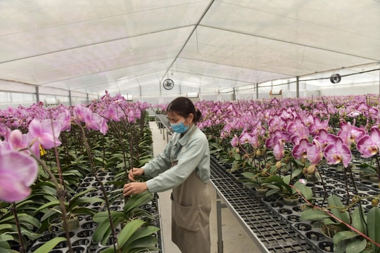 Đan Phượng khơi thông nguồn lực đất đai, hình thành những "cánh đồng vàng"