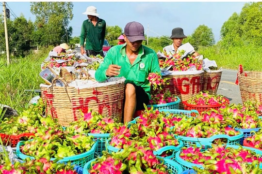 Chủ động thích ứng quy định mới của châu Âu đối với thanh long xuất khẩu
