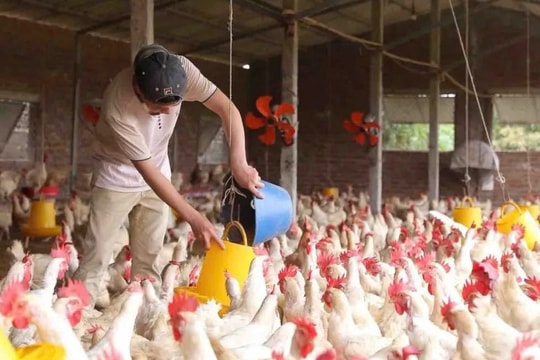 Giữ sinh kế trong dòng chảy hiện đại hóa ngành chăn nuôi: Chuyên gia ILRI