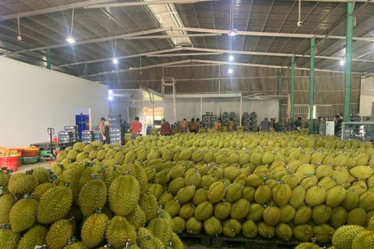 Xuất khẩu rau quả quý I-2026 tăng trưởng mạnh