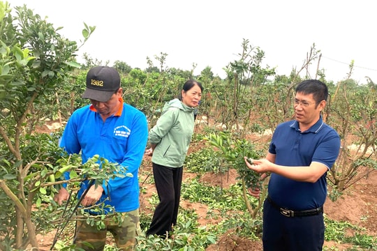 Nguồn vốn ủy thác - “đòn bẩy” giúp nông dân Nam Phù phát triển kinh tế