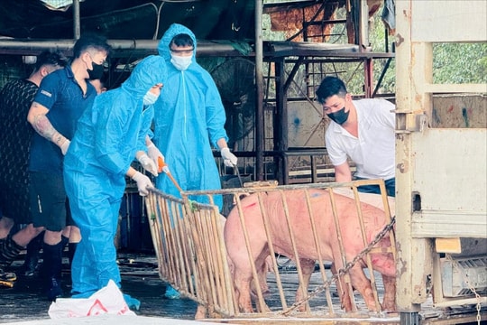 Nhiều lỗ hổng trong công tác quản lý giết mổ