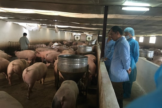 Chi phí vận chuyển tăng, giá thức ăn chăn nuôi leo thang